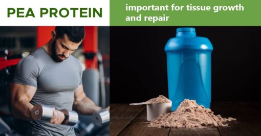 pea protein | transchem